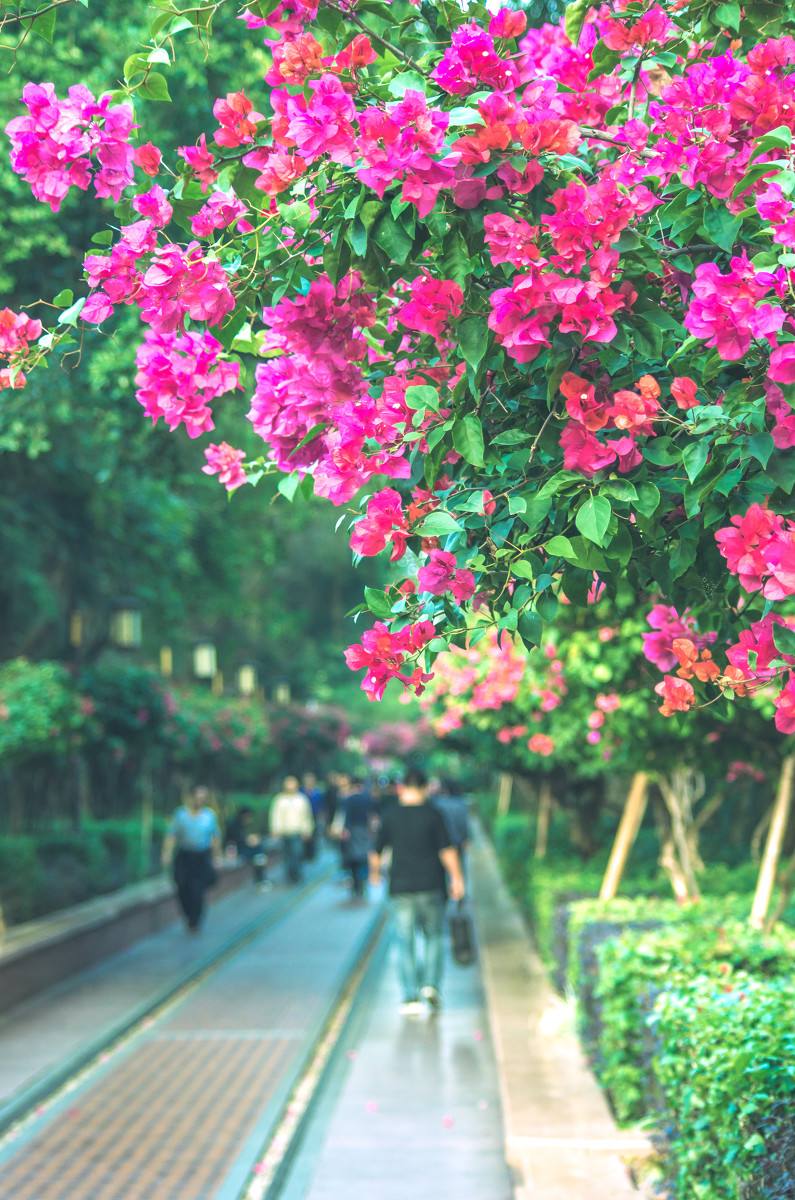 深圳，深圳.jpg